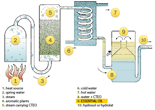 method-of-extraction-of-essential-oils_pranarom.png
